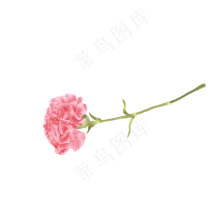 三八妇女节粉色单支康乃馨手绘素,免抠元素