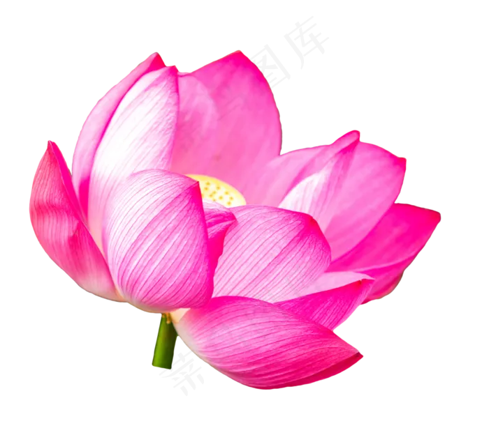 红色荷花花朵(3482*3053px 300 dpi )