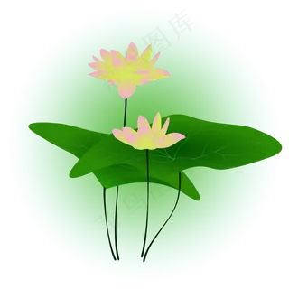 夏日荷花清新精美