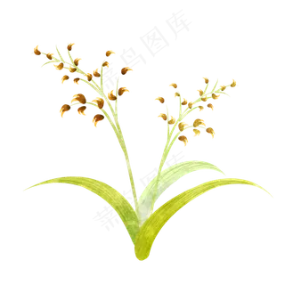 黄色农作物燕麦