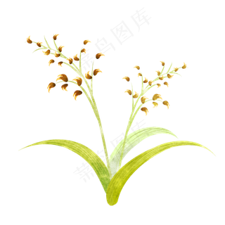 黄色农作物燕麦