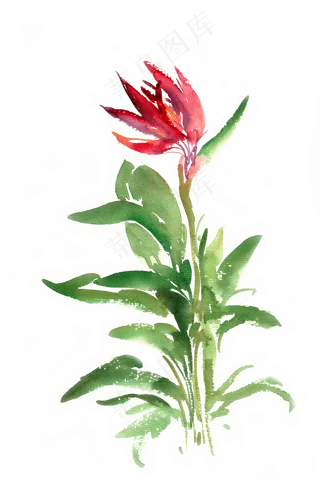 水彩画红色的花朵