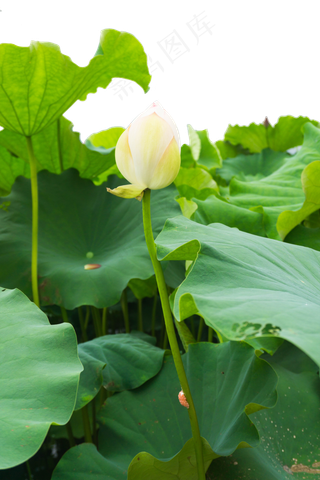 一朵白色的荷花
