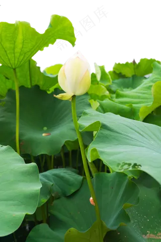 一朵白色的荷花