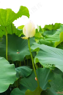 一朵白色的荷花 一朵白色的荷花