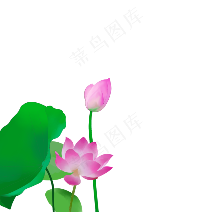盛开的荷花元素插图下载(2000X2000(DPI:300))psd模版下载