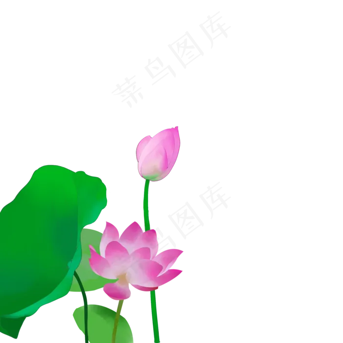 盛开的荷花元素插图下载(2000X2000(DPI:300))psd模版下载