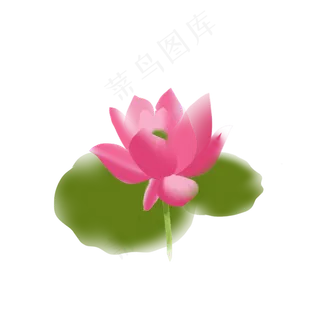清新夏季荷花元素 清新夏季荷花元素