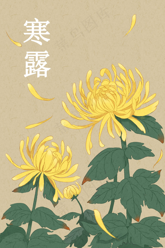 寒露节气秋菊意境花卉(3545X5315(DPI:300))psd模版下载