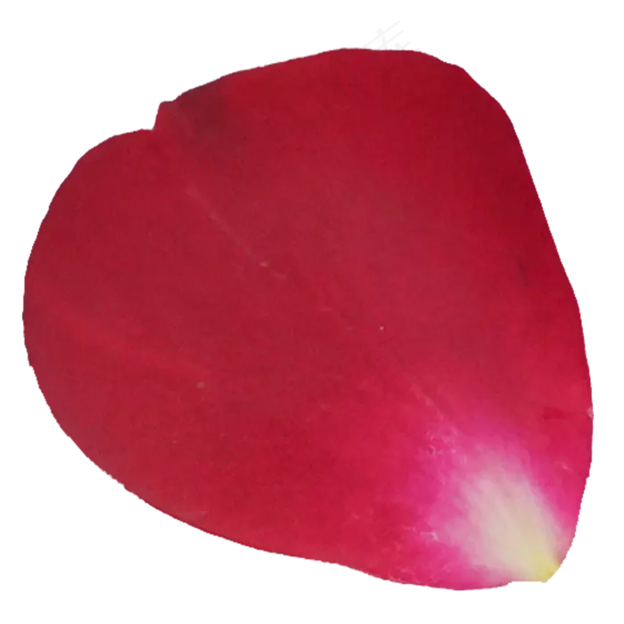 红色植物鲜花花瓣(3000*3000px 300 dpi )