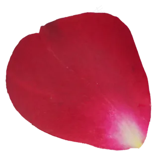 红色植物鲜花花瓣