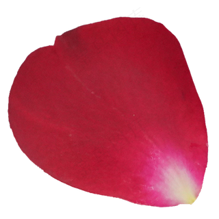 红色植物鲜花花瓣 红色植物鲜花花瓣