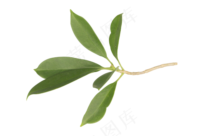 植物树叶叶子