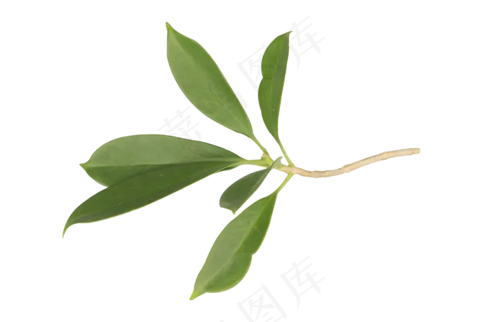 植物树叶叶子(3000*2000px 300 dpi )