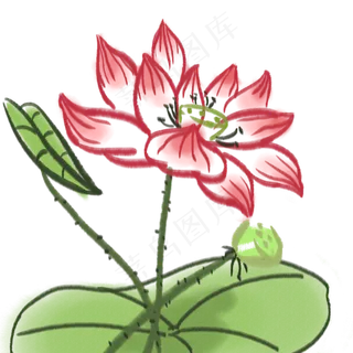 荷花植物花朵