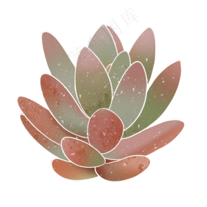 春季水彩植物多肉
