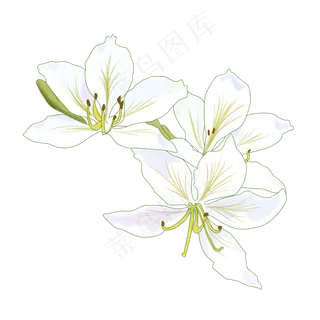 手绘花卉白色花朵