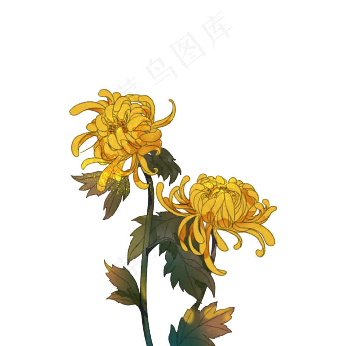 中国古风手绘菊花(1000X1000(DPI:300))psd模版下载