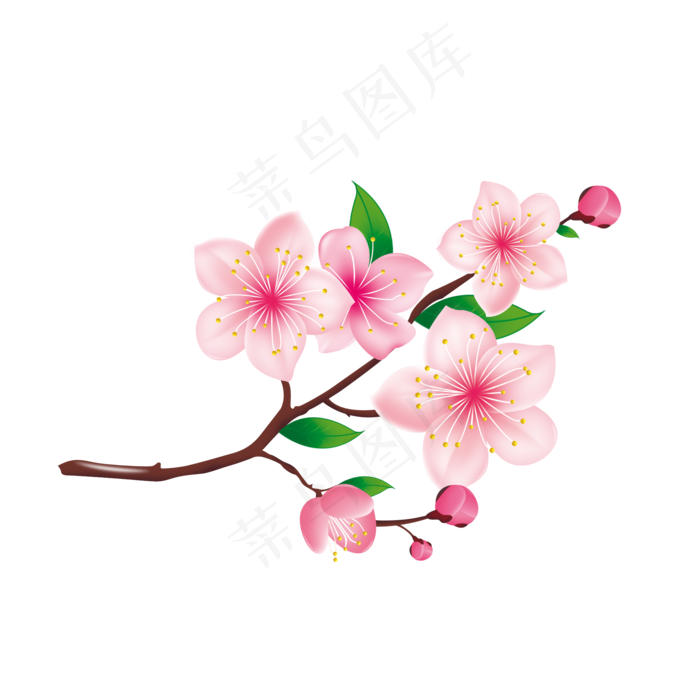 含苞待放的樱花