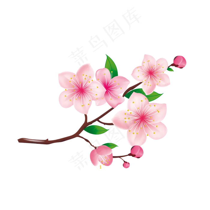 含苞待放的樱花