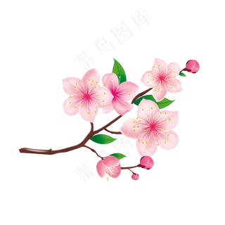 含苞待放的樱花