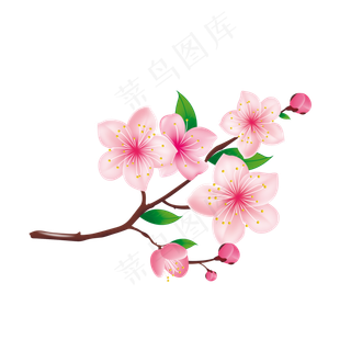 含苞待放的樱花