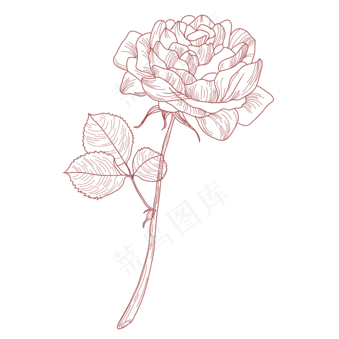 手绘线条玫瑰花