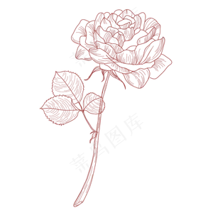 手绘线条玫瑰花