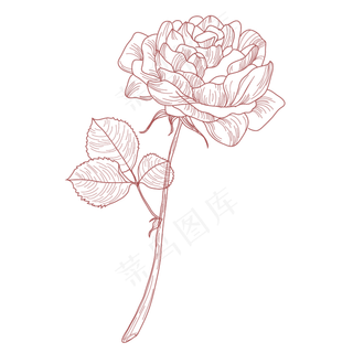 手绘线条玫瑰花
