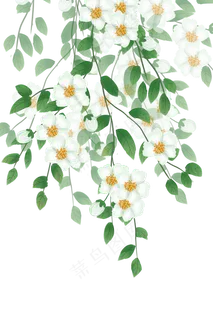 古风白色花卉 古风白色花卉