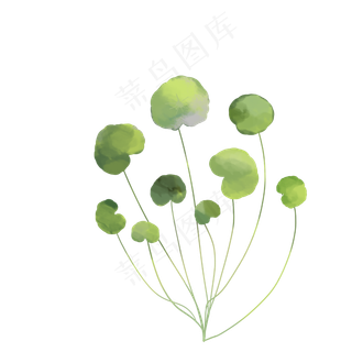 绿色植物积雪草