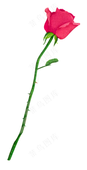情人节红色玫瑰浪漫手绘风免抠下 情人节红色玫瑰浪漫手绘风免抠下