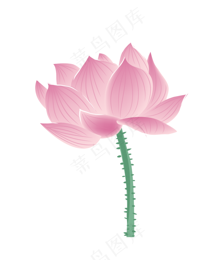 唯美的粉色荷花插画