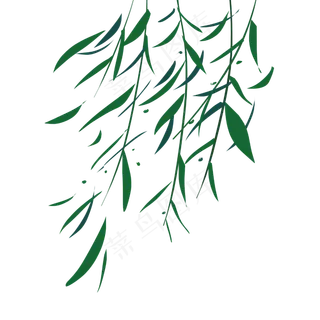 清明节绿色的柳叶
