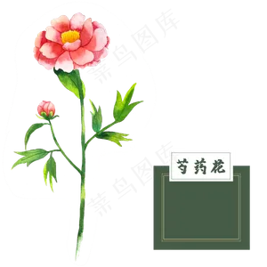 花类中草药芍药花水彩