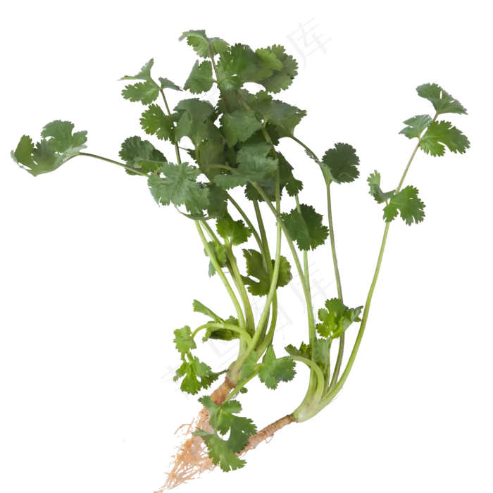 绿色的香菜食物原料(2000*2000px)psd模版下载