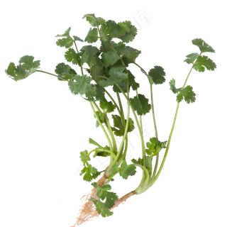 绿色的香菜食物原料