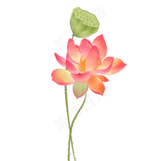 中国风荷花水彩画