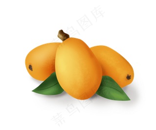 手绘南方水果枇杷