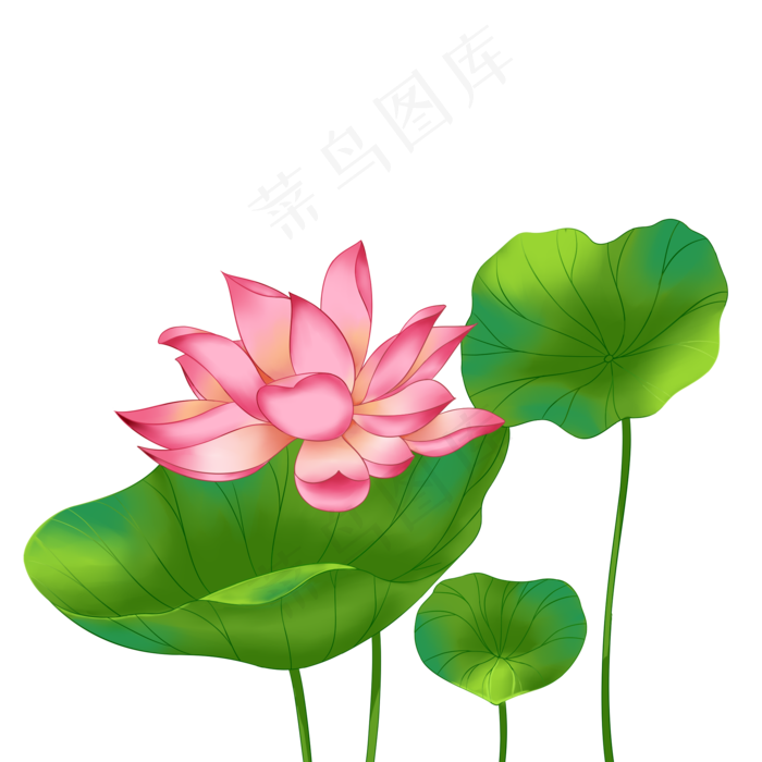 春季荷花莲花一株莲花三叶子