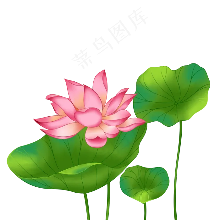 春季荷花莲花一株莲花三叶子(2000X2000(DPI:300))psd模版下载