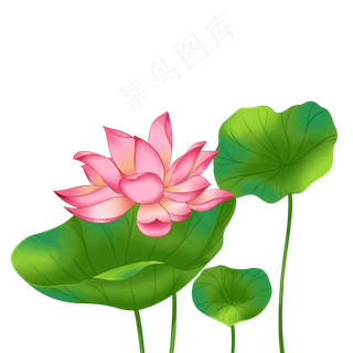 春季荷花莲花一株莲花三叶子