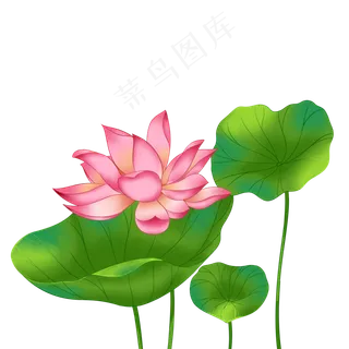 春季荷花莲花一株莲花三叶子