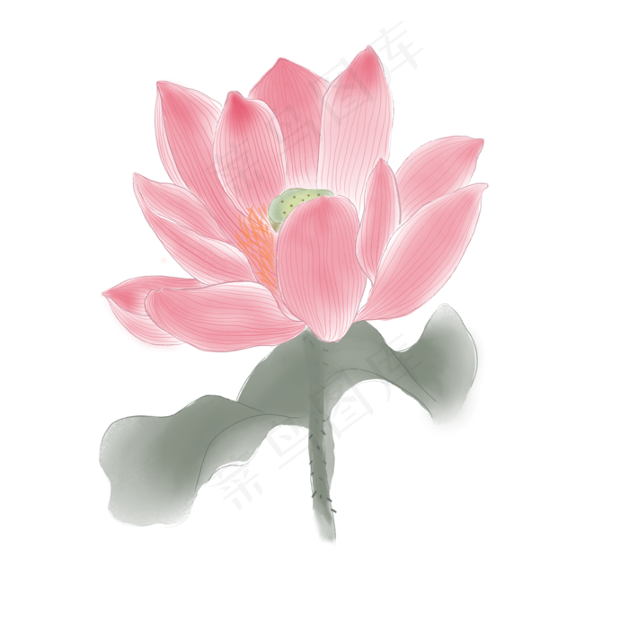 手绘花荷花元素分层国画荷花中国
