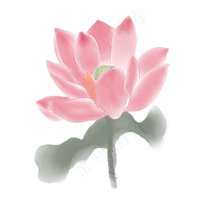 手绘花荷花元素分层国画荷花中国