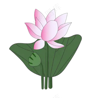 荷叶荷花莲蓬