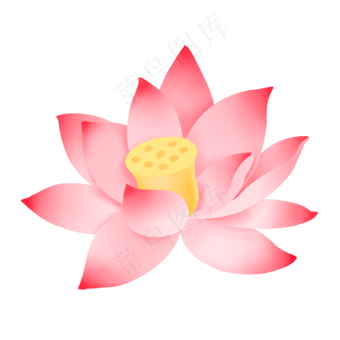 淡粉色带莲蓬独朵荷花,免抠元素