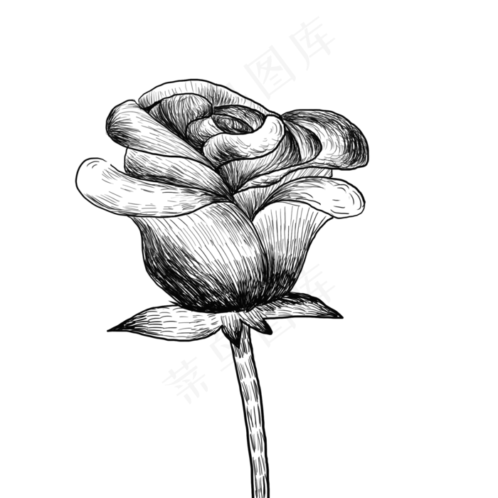 手绘线描玫瑰花插画