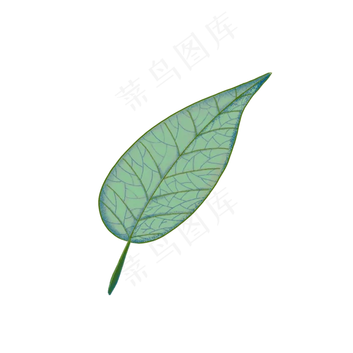 绿色装饰脉络叶子(2000X2000(DPI:300))psd模版下载