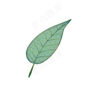 绿色装饰脉络叶子